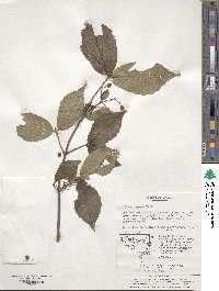 Viburnum erosum image