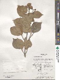 Viburnum erosum image