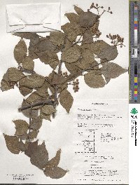 Viburnum erosum image