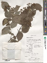 Viburnum erosum image