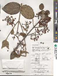 Viburnum erosum image