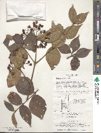 Viburnum erosum image