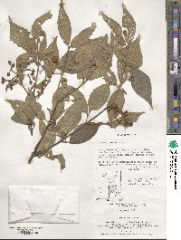 Viburnum erosum image