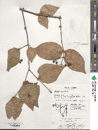 Viburnum erosum image