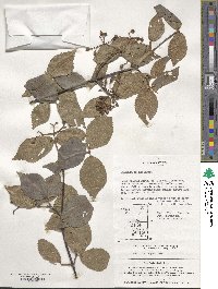 Viburnum erosum image