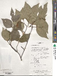 Viburnum erosum image