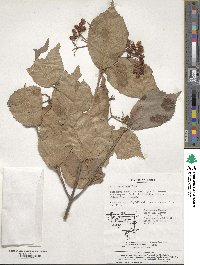 Viburnum erosum image