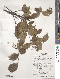 Viburnum erosum image