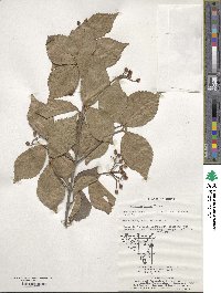 Viburnum erosum image