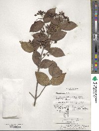 Viburnum erosum image