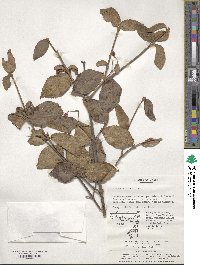 Viburnum erosum image