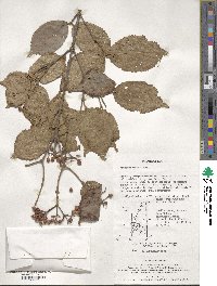 Viburnum erosum image