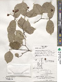 Viburnum erosum image