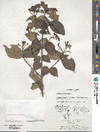 Viburnum erosum image