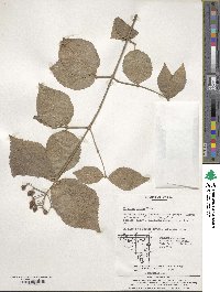 Viburnum erosum image