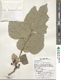 Lindera obtusiloba image