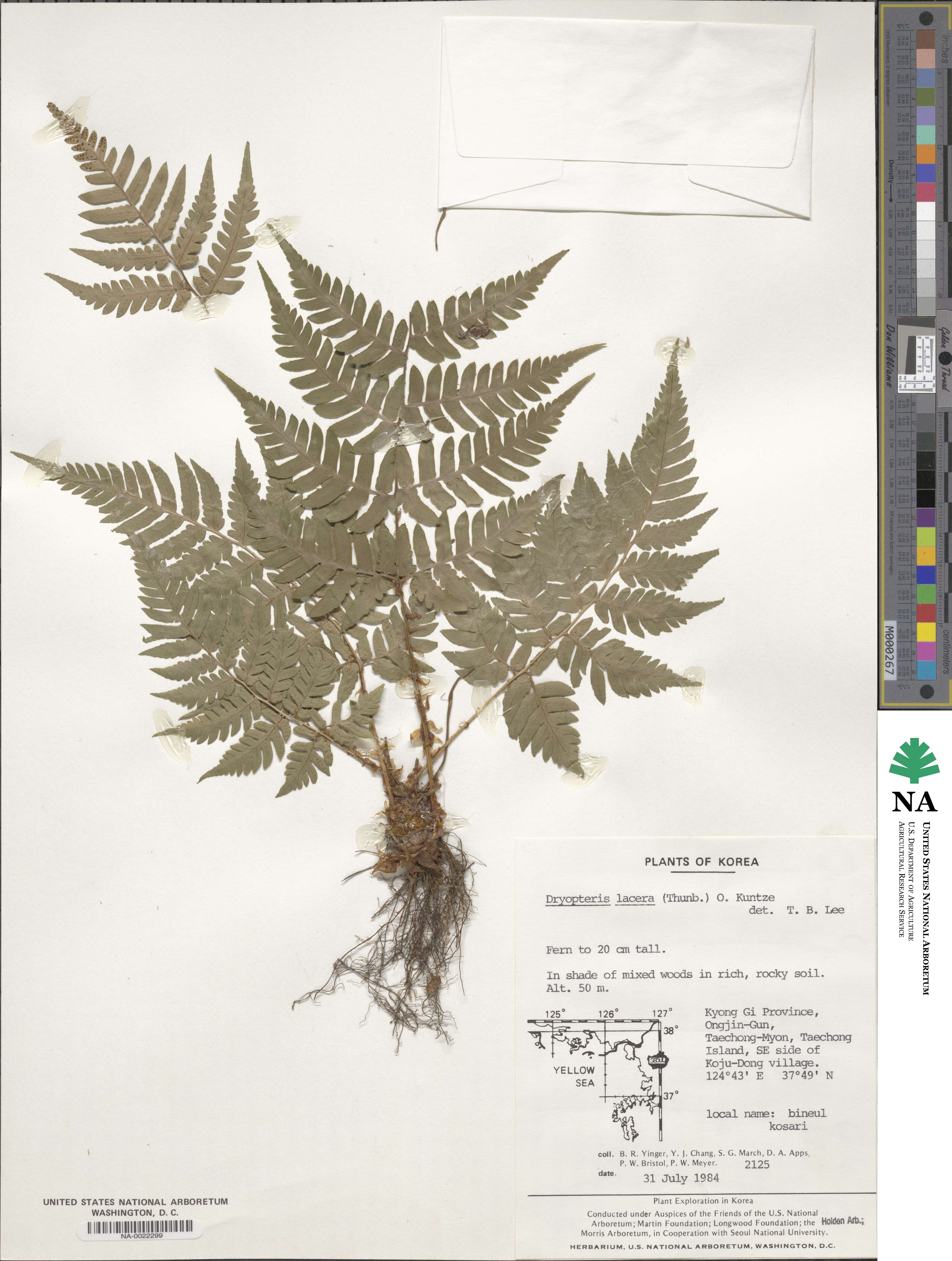 Dryopteris lacera image