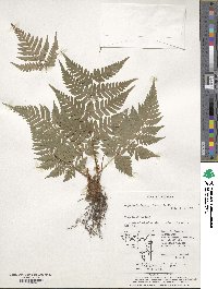 Dryopteris lacera image