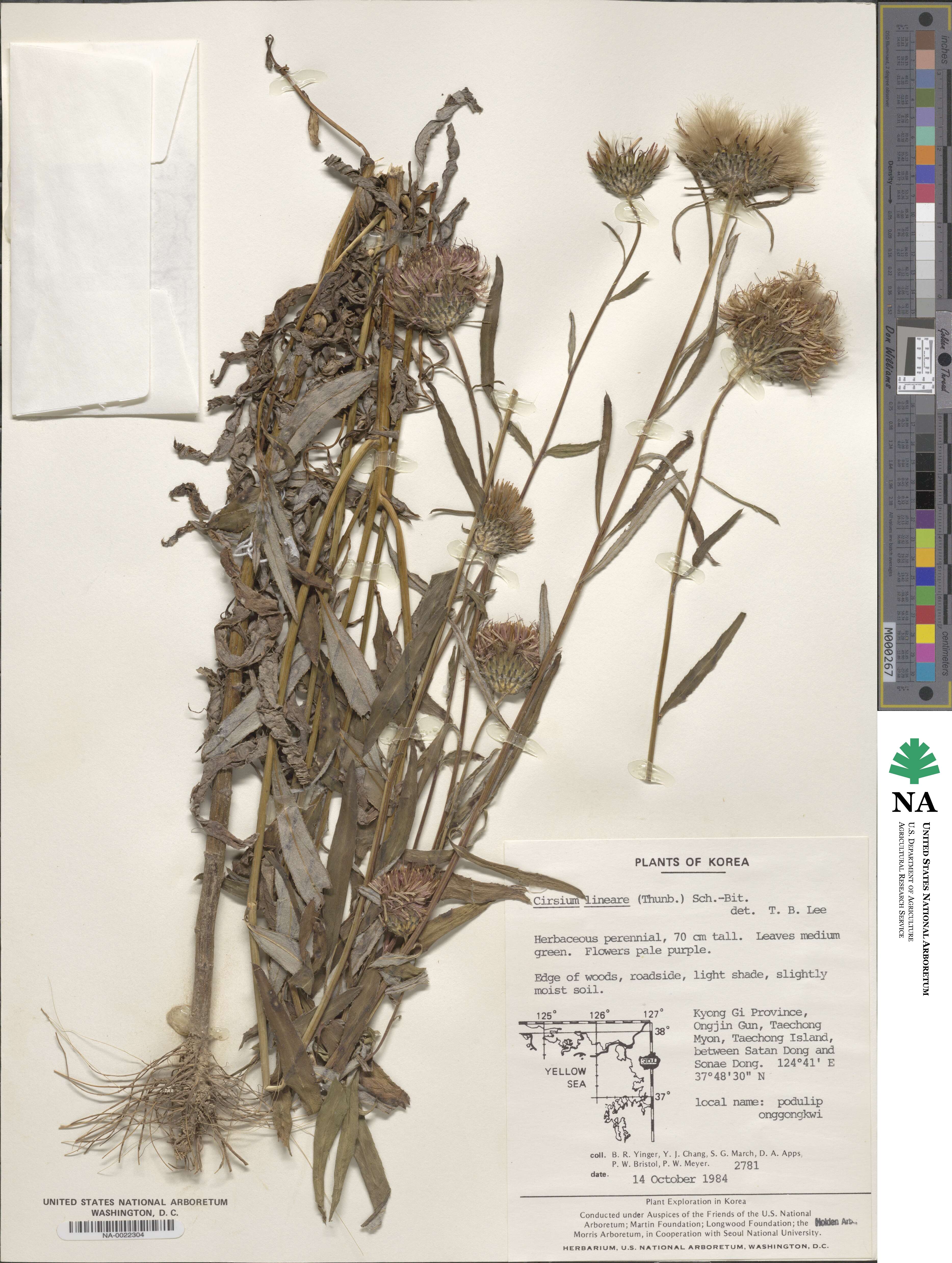 Cirsium lineare image