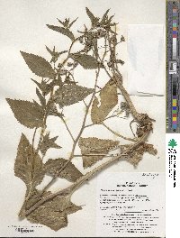 Campanula punctata var. punctata image