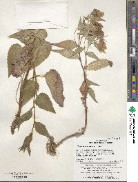 Campanula punctata var. punctata image