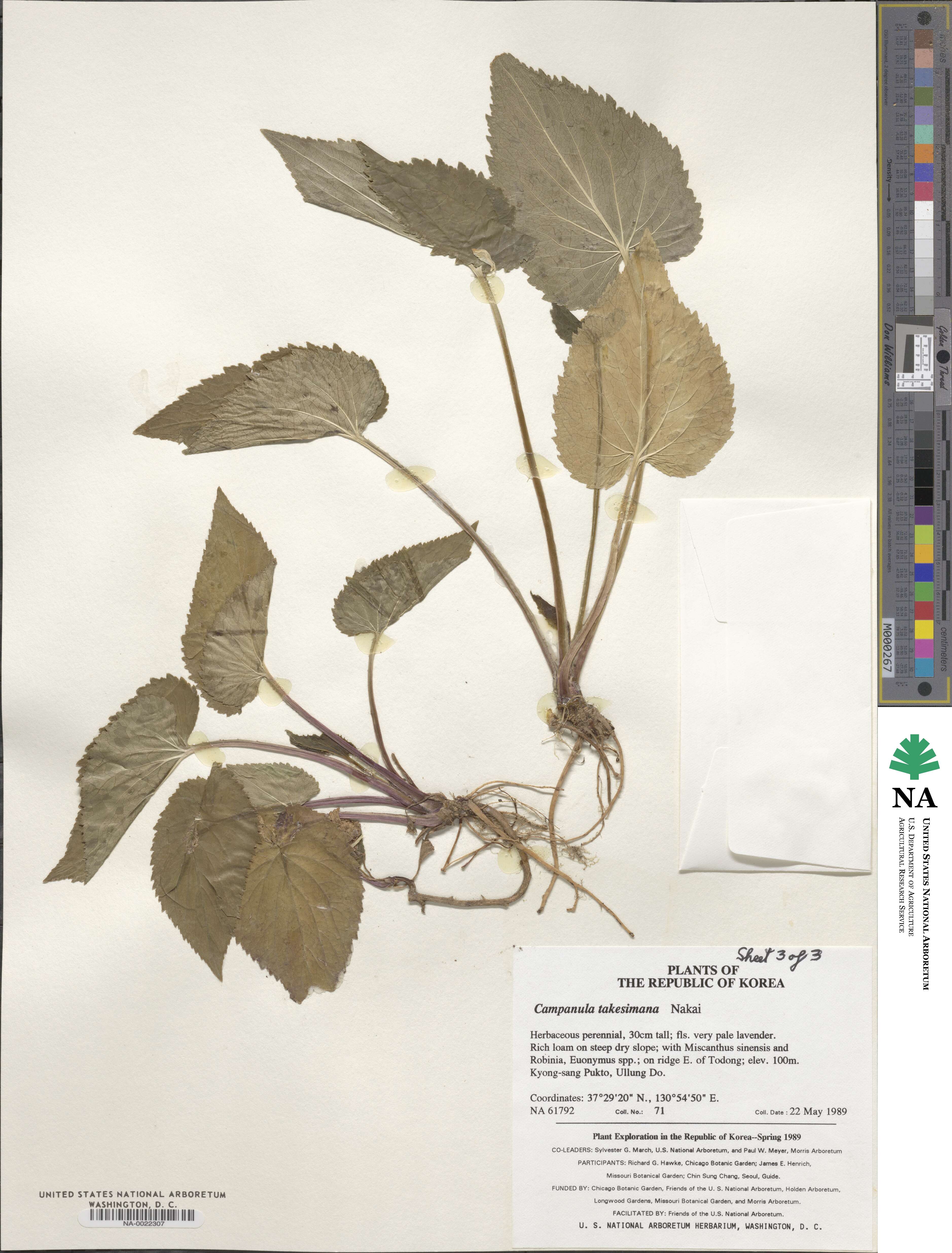 Campanula punctata var. punctata image