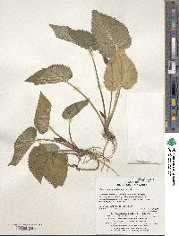 Campanula punctata var. punctata image