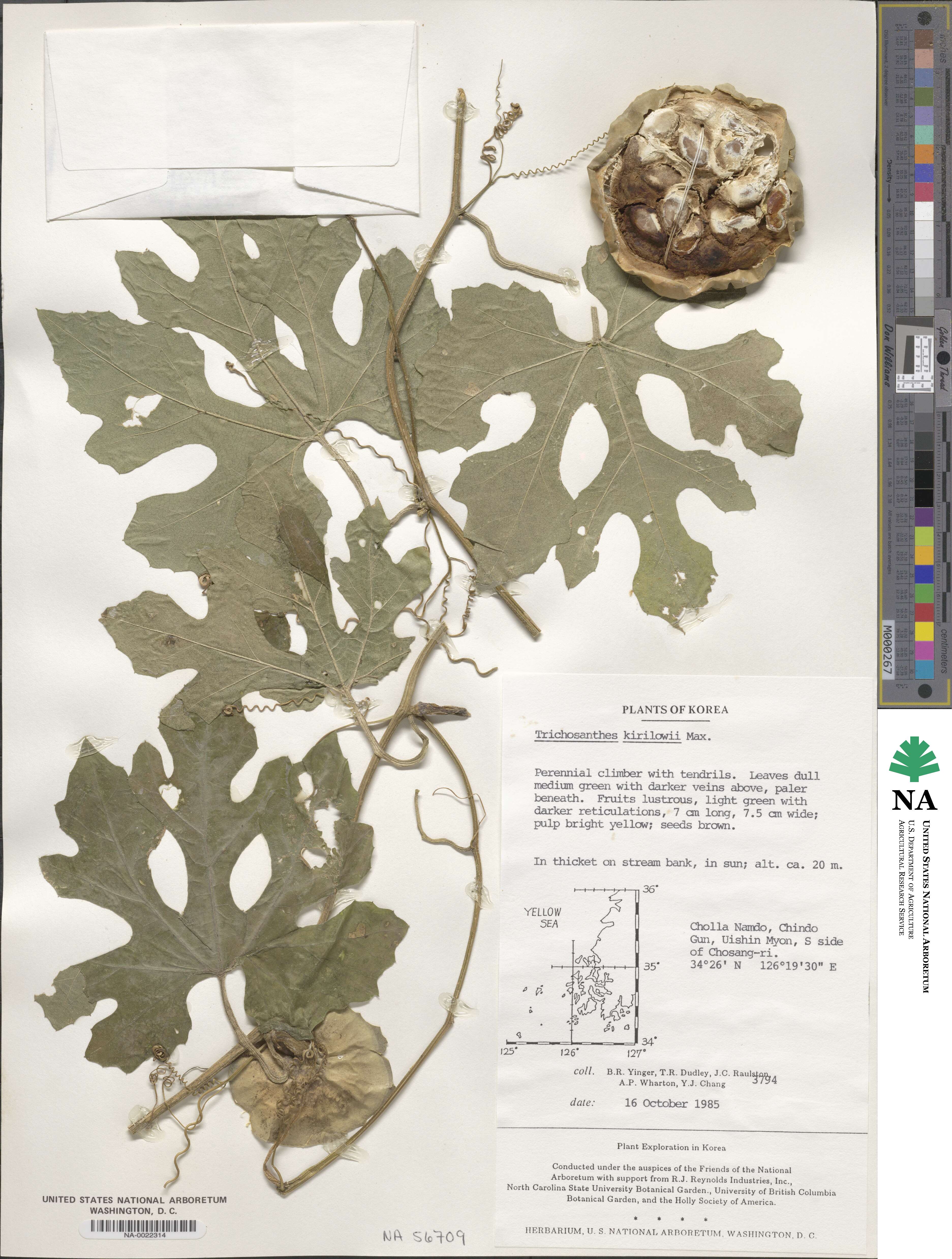 Trichosanthes kirilowii image