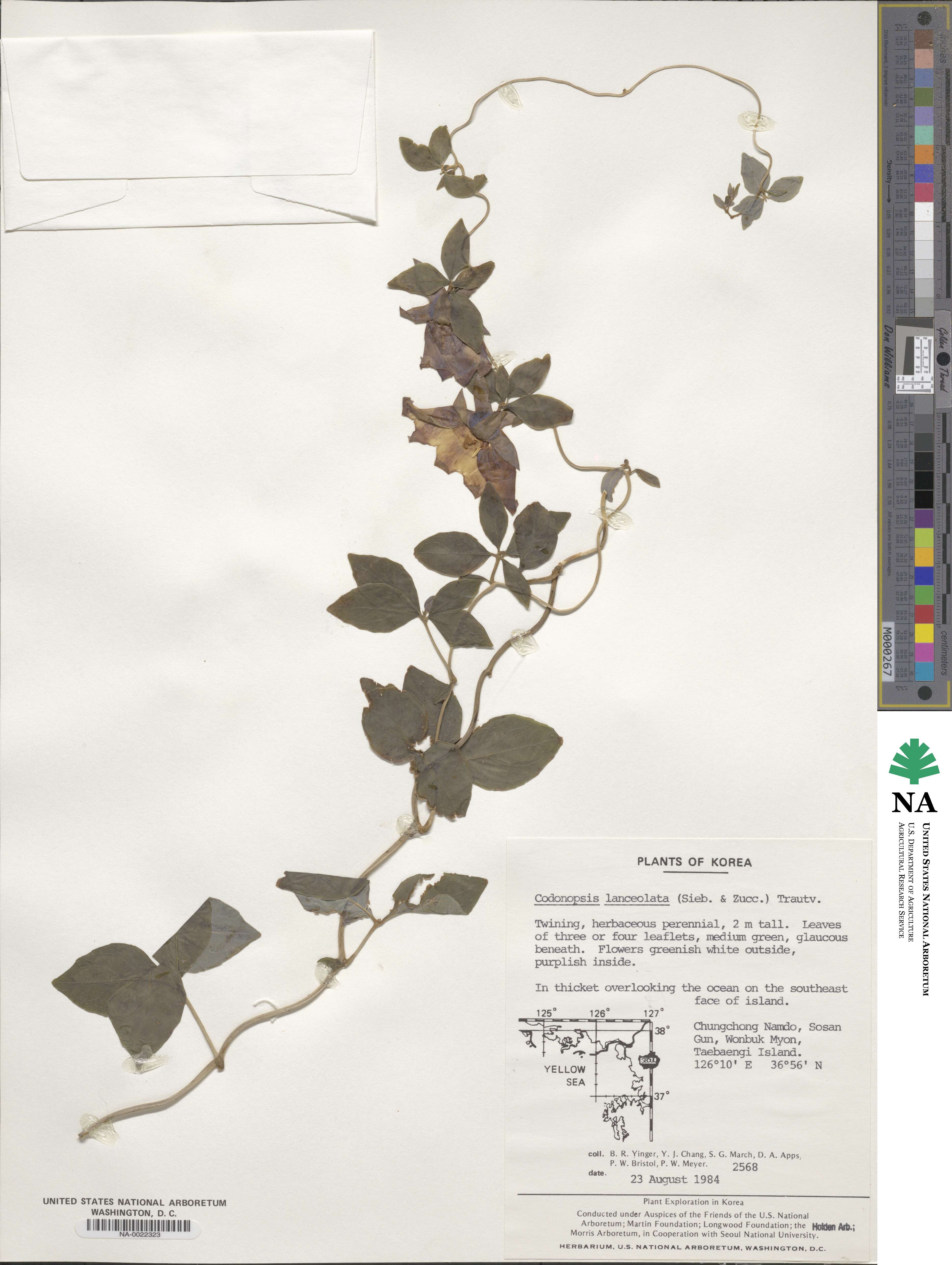 Codonopsis image