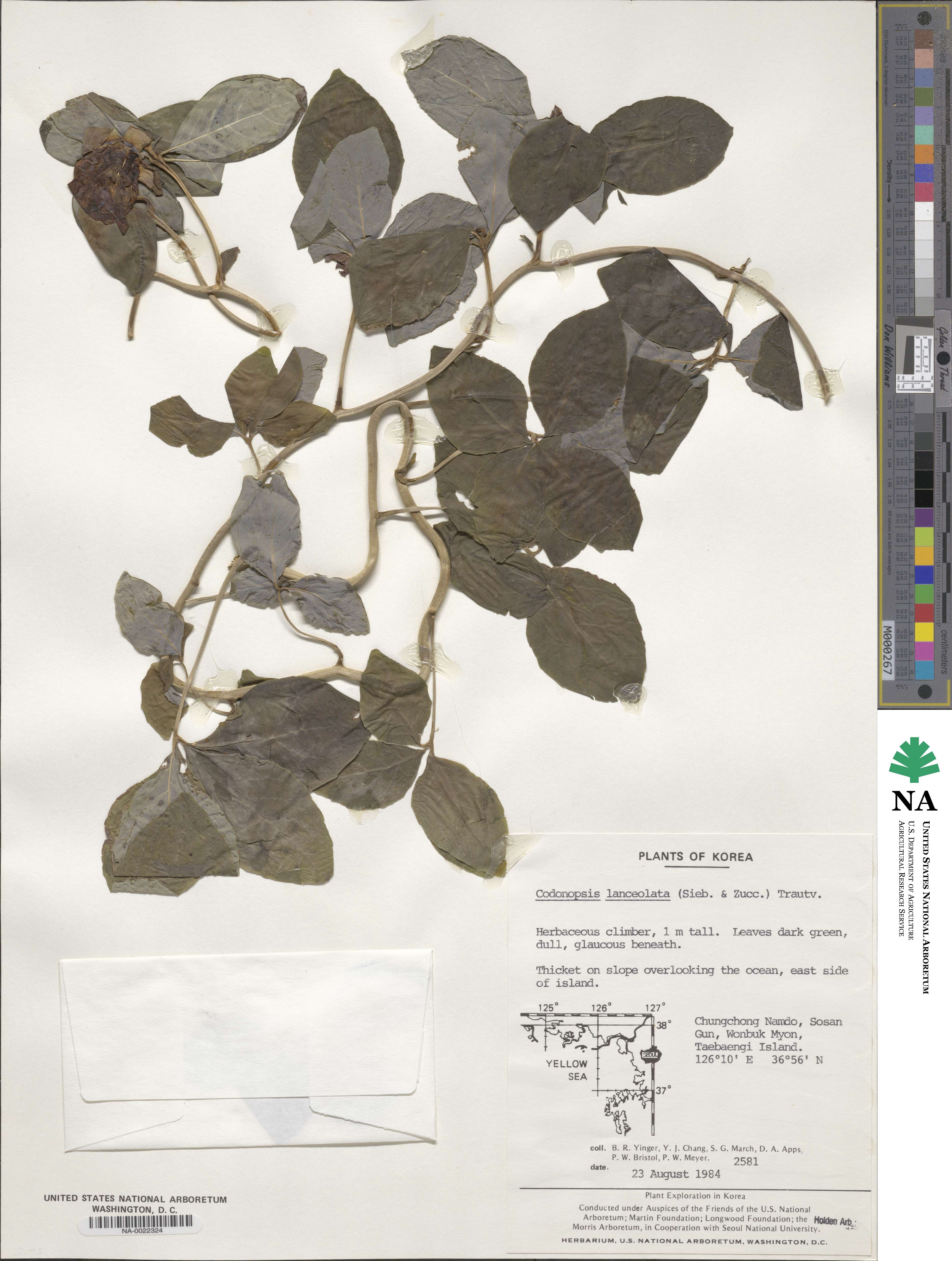 Codonopsis image