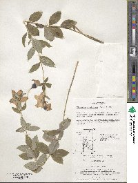 Platycodon grandiflorus image