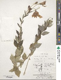 Platycodon grandiflorus image