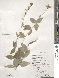 Platycodon grandiflorus image