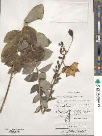 Platycodon grandiflorus image