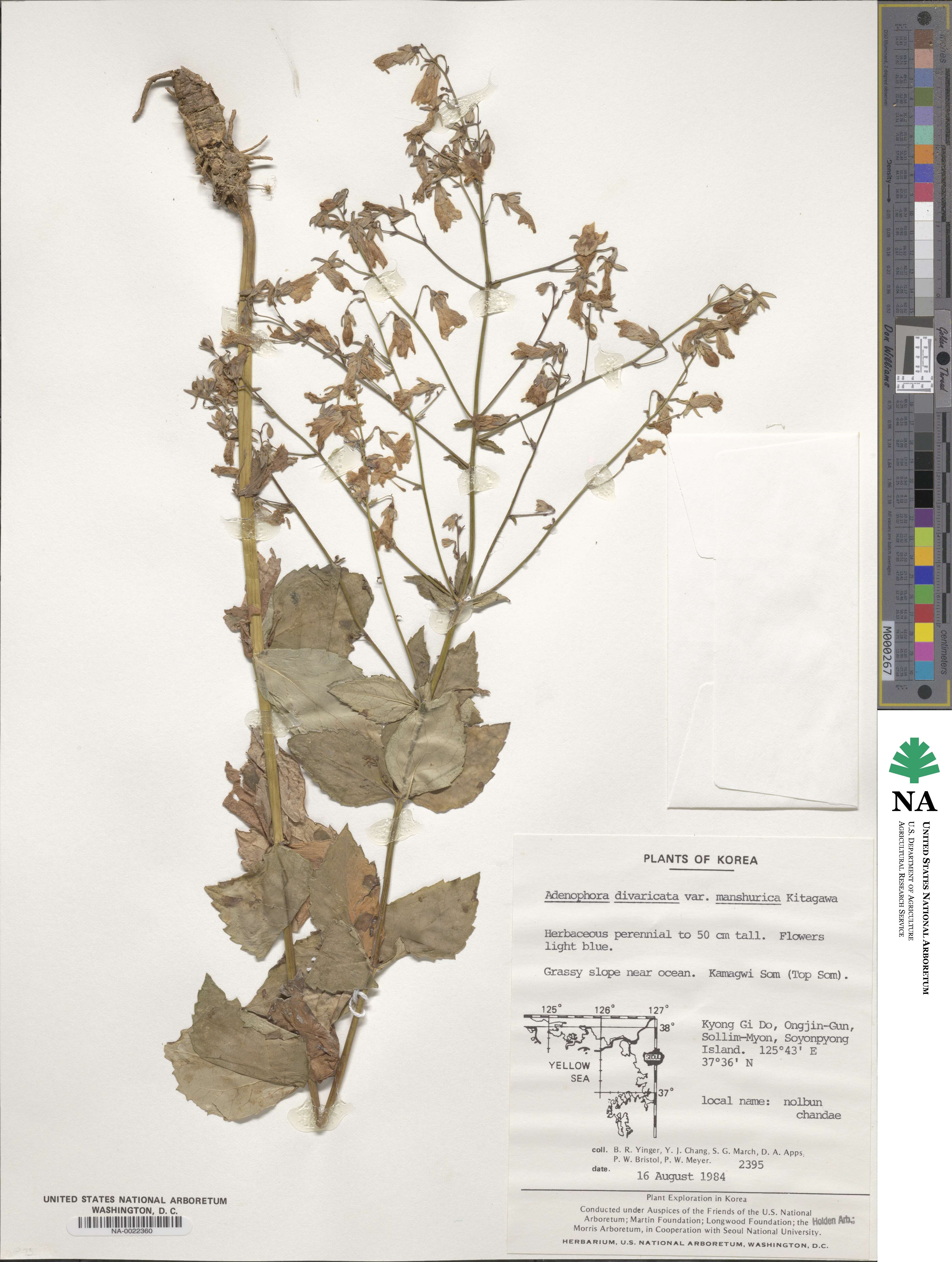 Adenophora divaricata image