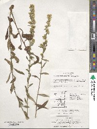 Solidago virgaurea image