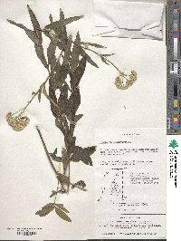 Image of Eupatorium lindleyanum