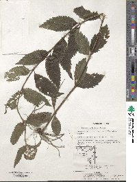 Eupatorium fortunei image