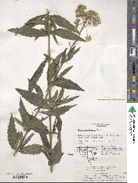 Eupatorium fortunei image