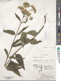 Eupatorium fortunei image