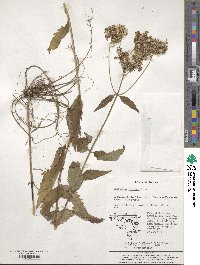 Eupatorium fortunei image