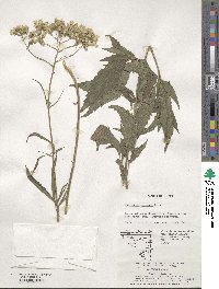 Eupatorium fortunei image