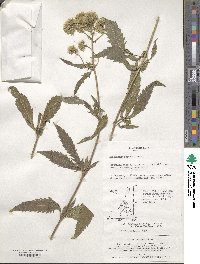 Eupatorium fortunei image