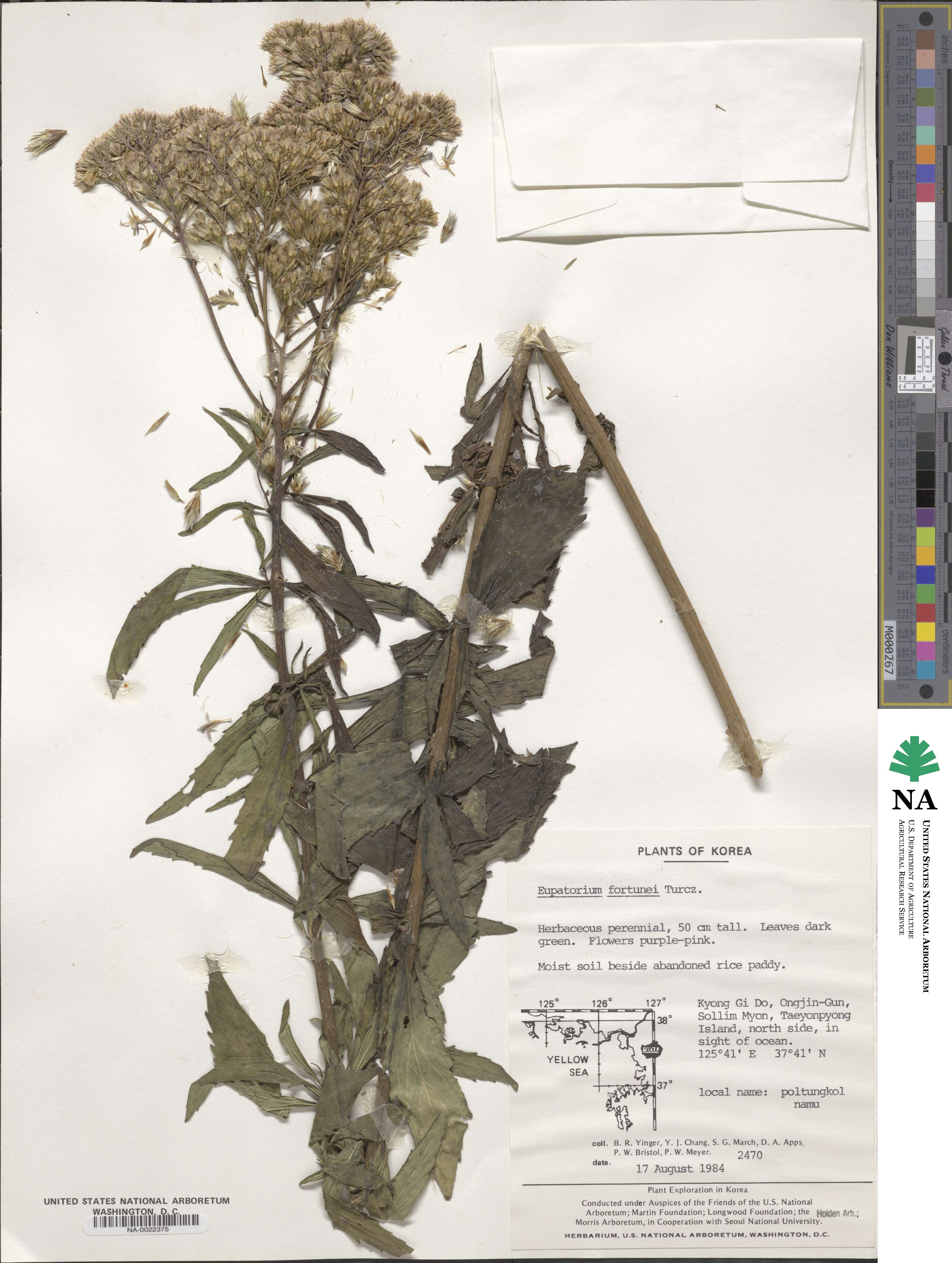 Eupatorium fortunei image