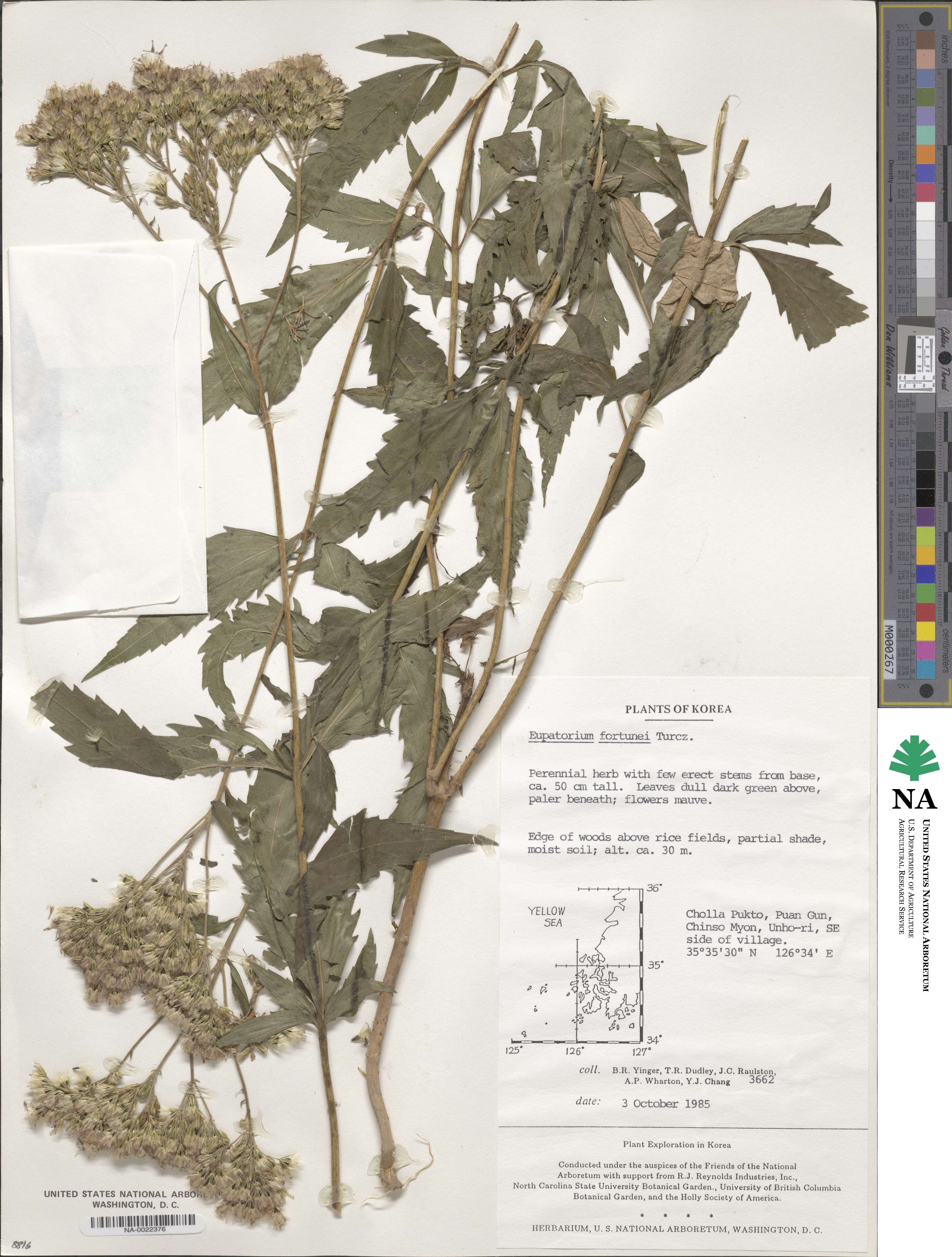 Eupatorium fortunei image