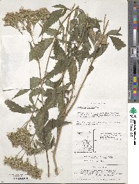 Eupatorium fortunei image