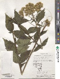 Eupatorium chinense image