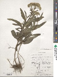 Eupatorium lindleyanum image