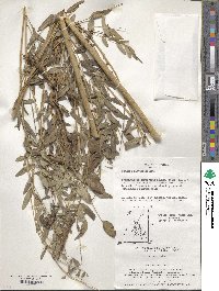 Sophora flavescens image