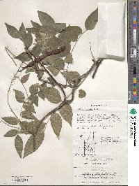 Image of Wisteriopsis japonica